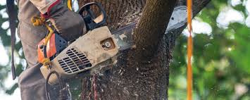Best Tree Preservation Services  in Rosedale, WA