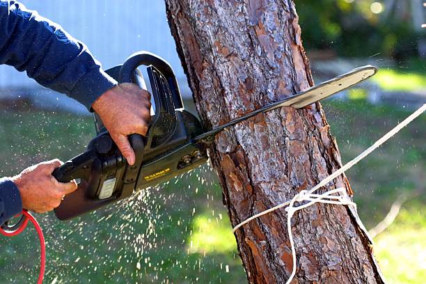 Best Lawn Pest Prevention  in Rosedale, WA