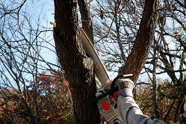 Trusted Rosedale, WA Tree Care Experts