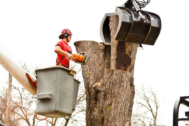 Best Tree Cabling and Bracing  in Rosedale, WA